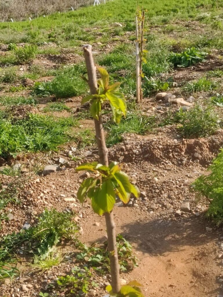 Ilk Yapraklar